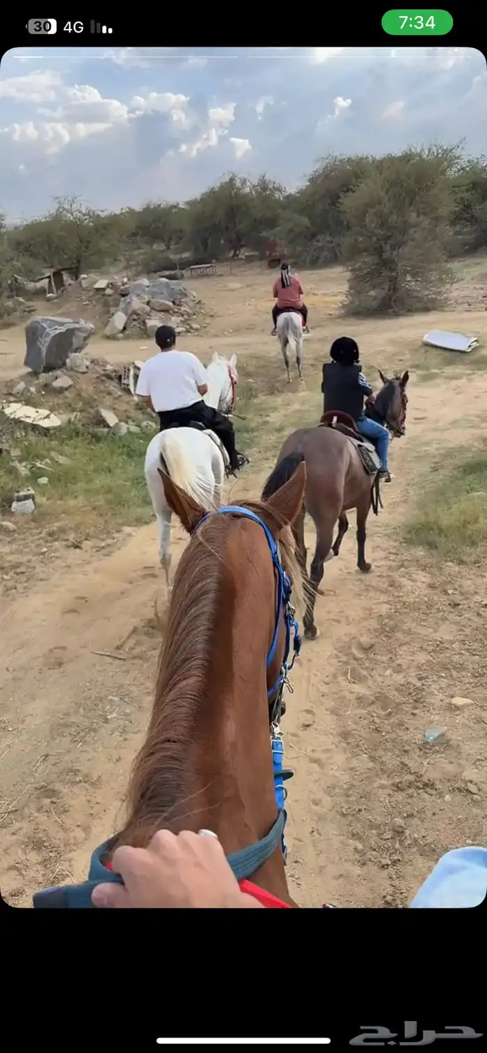 يتوفر غرف إيواء خيل 4