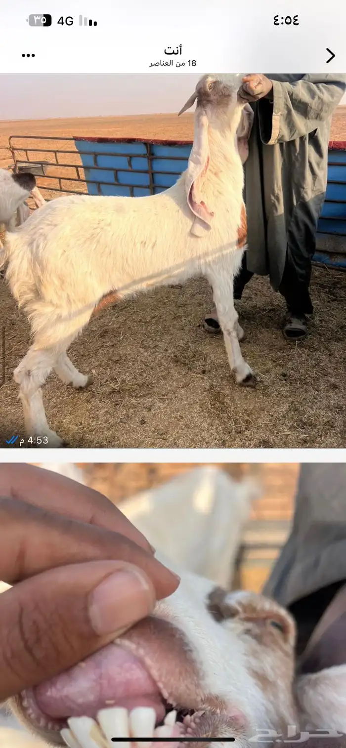 معزا هولنديات اصليات 5