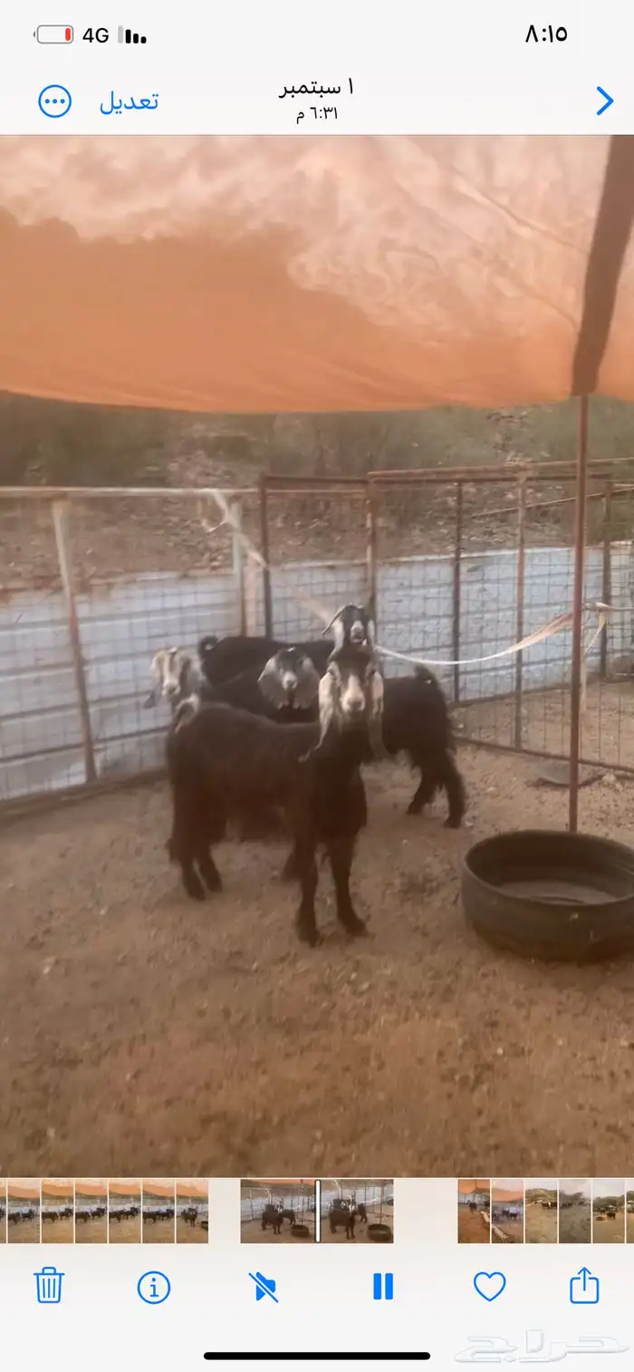 عنز عارضيه 2