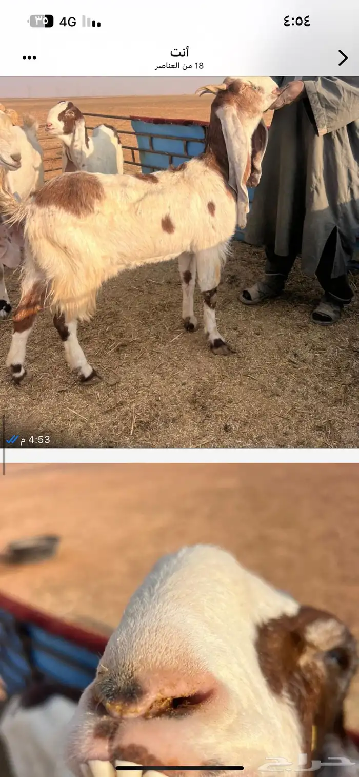 معزا هولنديات اصليات 4