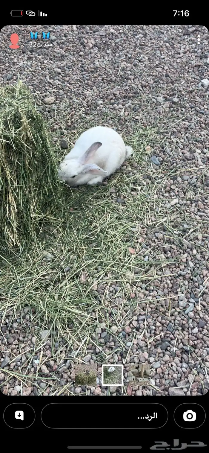 مفيه توصيل 0