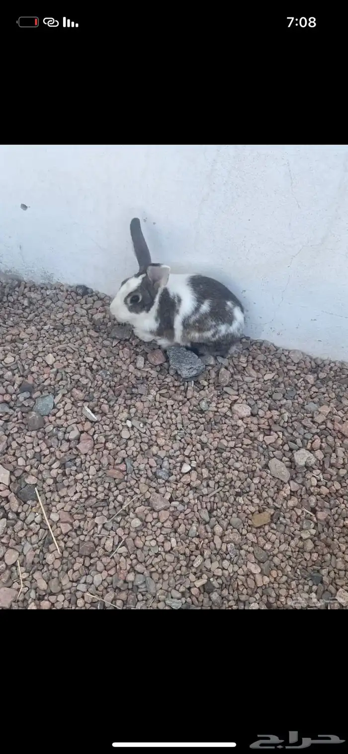 مفيه توصيل 2