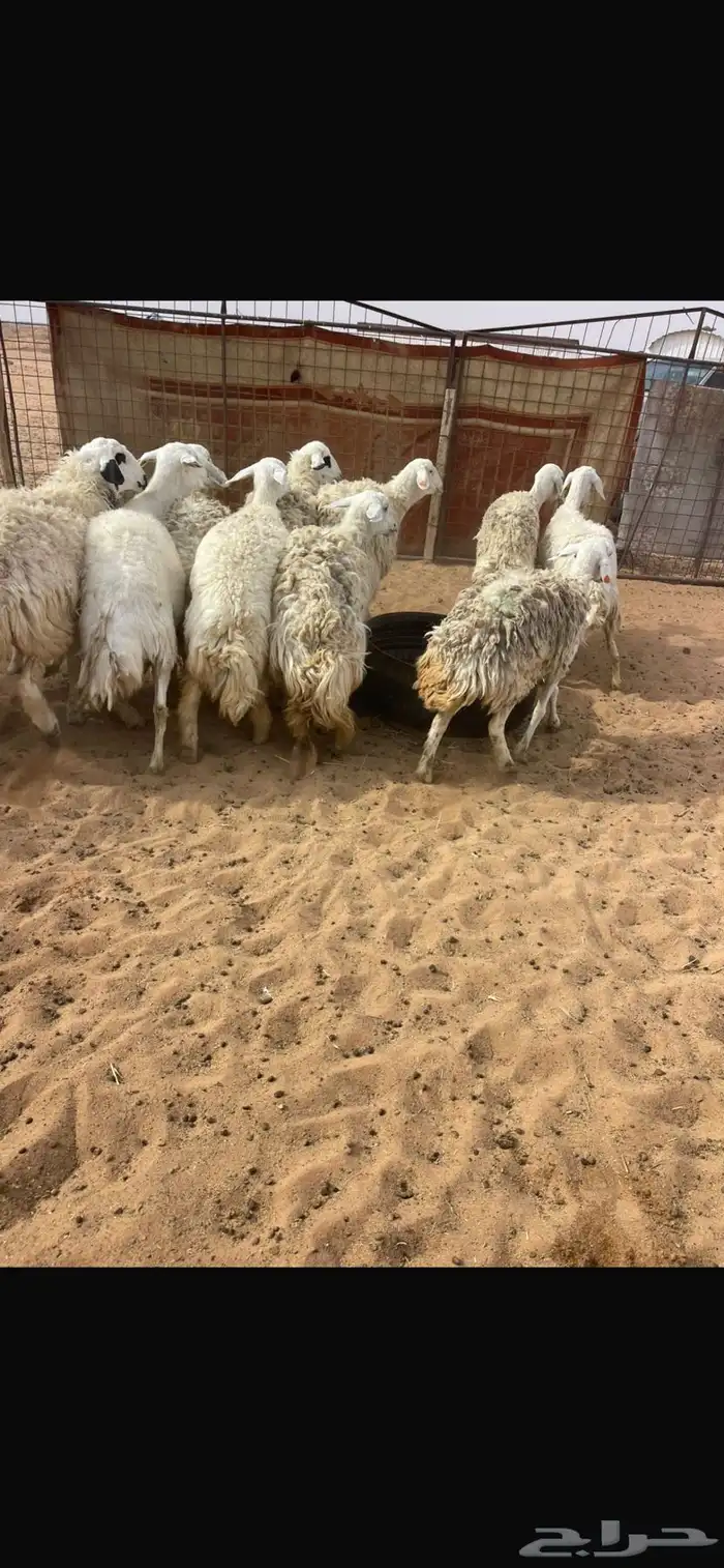 حريات حرش طيبة 0