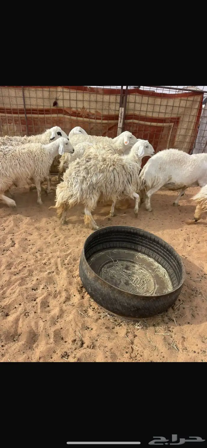 حريات حرش طيبة 4