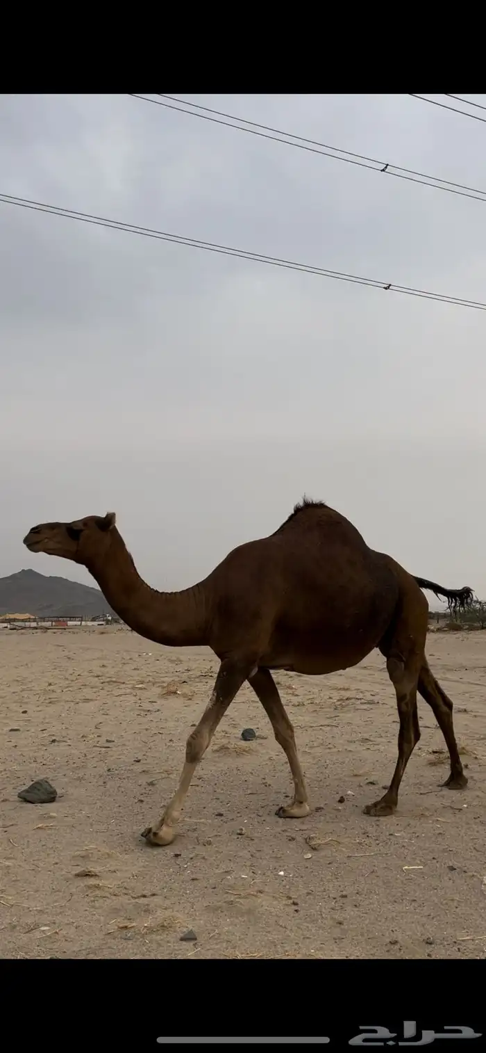 بكره ملاقي كفو 0