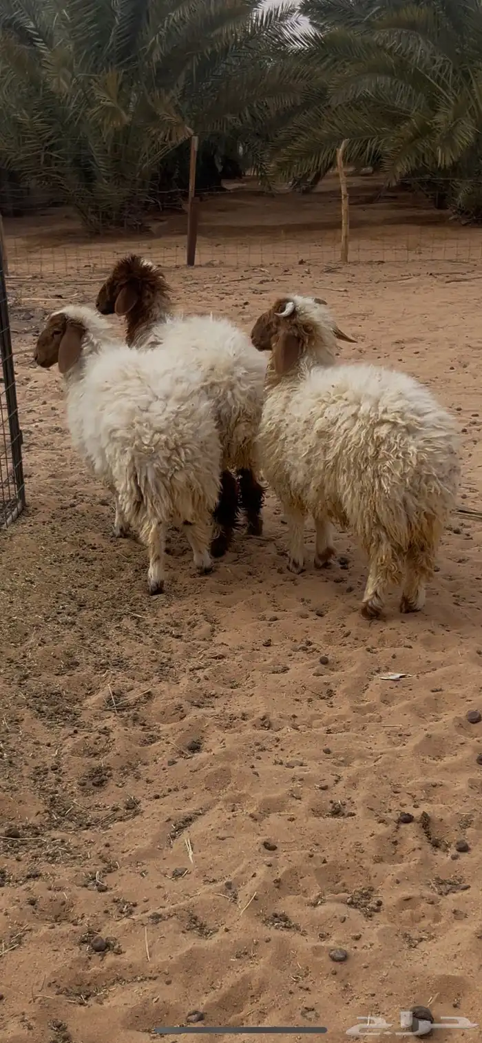 نعيم فواخر للبيع 4