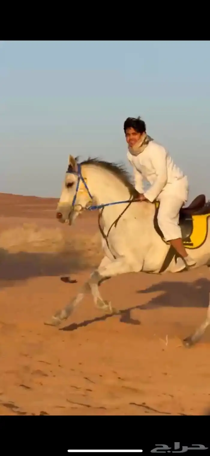 حصان سباق شعبي شرط العمر ثلاثة سنين 2