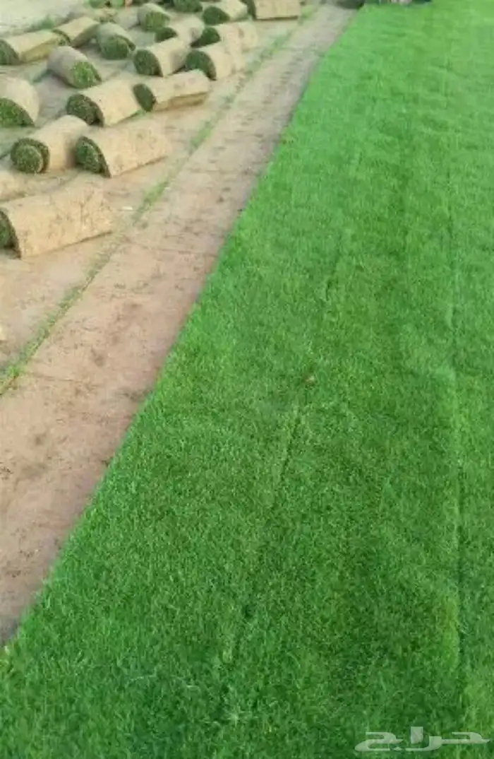 نجيله  ثيل طبيعي تنسيق حدائق 28