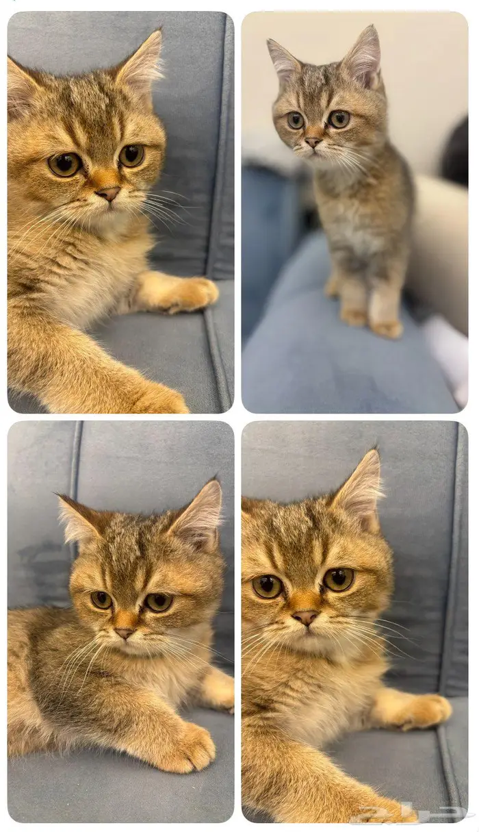 كيتن للبيع .. 0