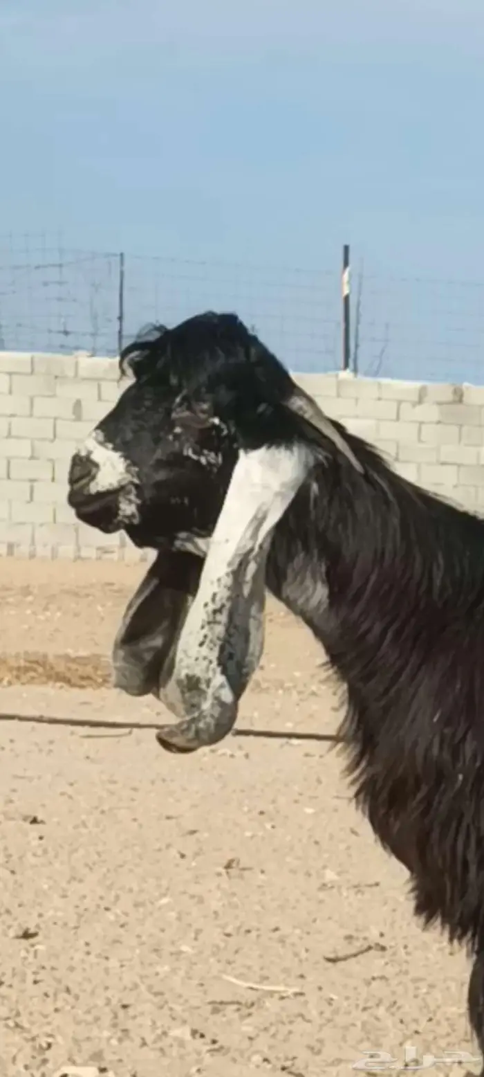 للبيع جذع عارضي صنف 0