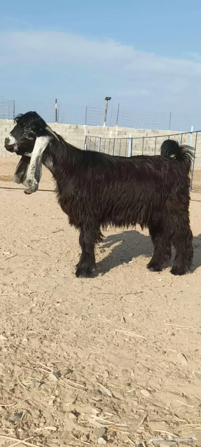 للبيع جذع عارضي صنف 1