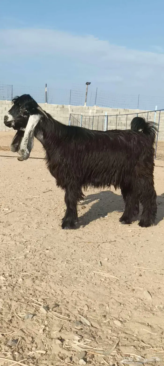 للبيع جذع عارضي صنف 2