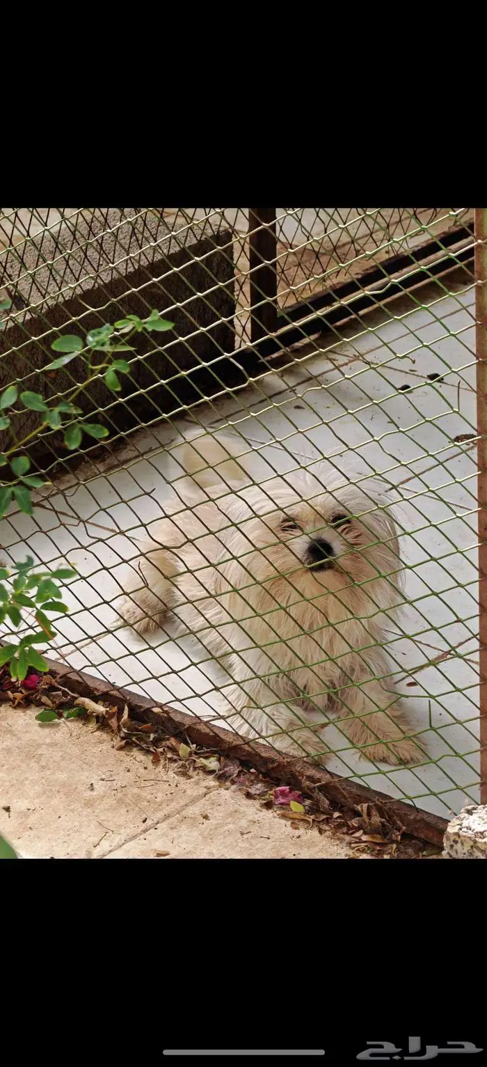 مالتيز للبيع 2