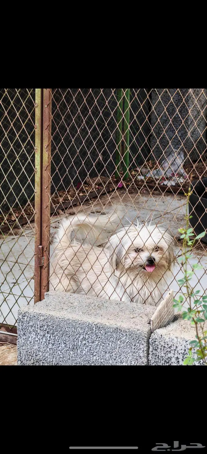 مالتيز للبيع 1