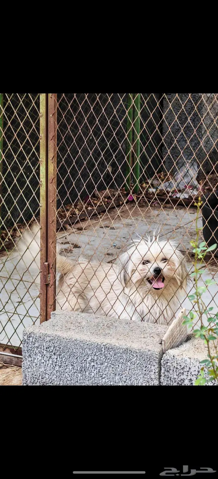 مالتيز للبيع 3