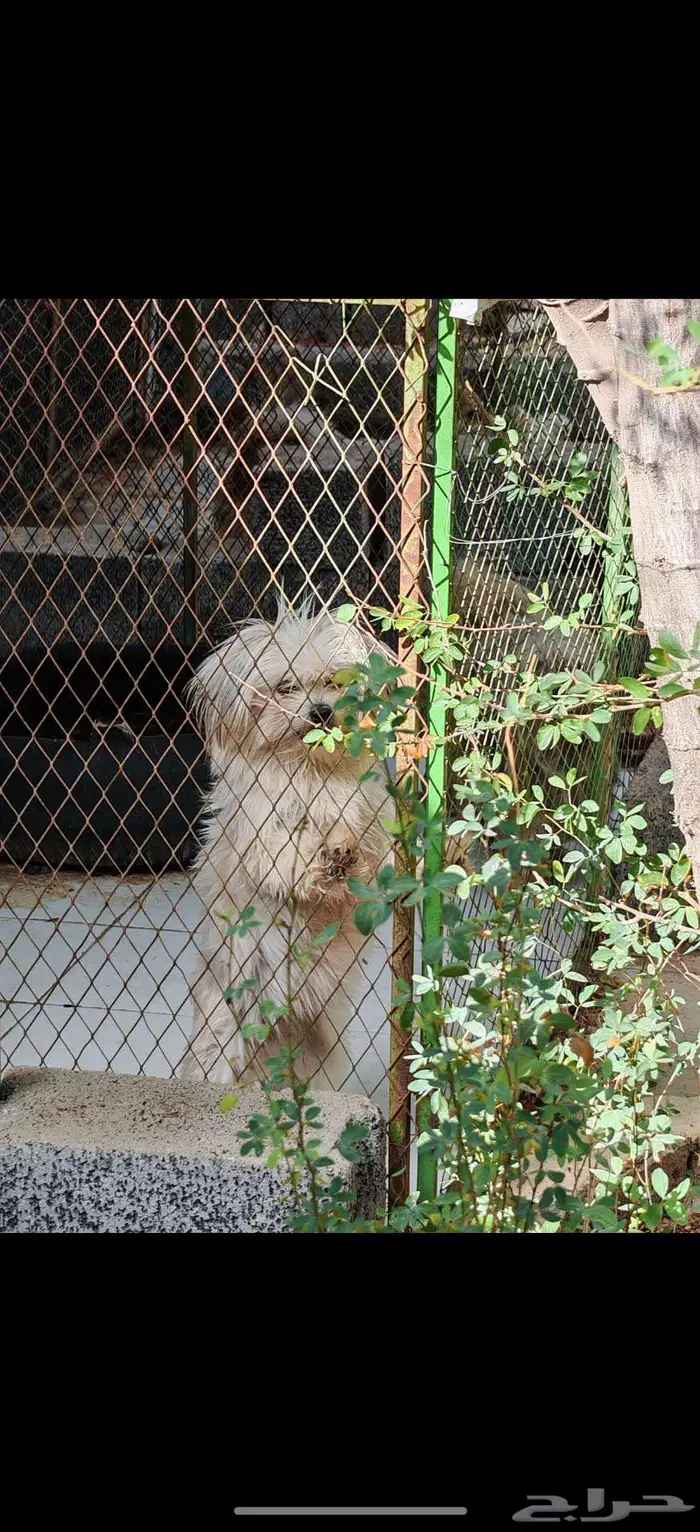 مالتيز للبيع 7