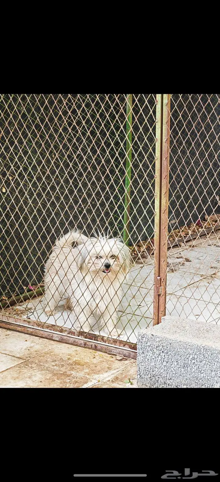 مالتيز للبيع 4