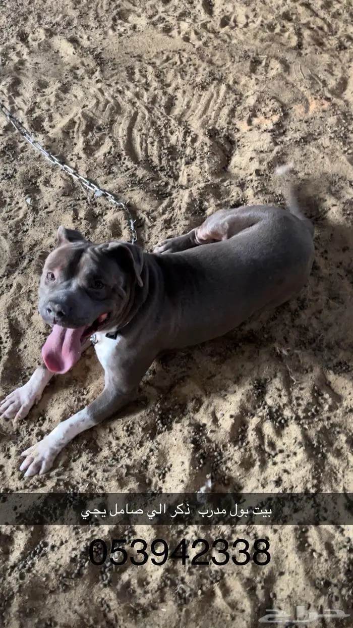 كلب للبيع 0