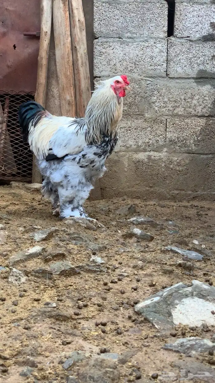 دجاج ابراهما 2