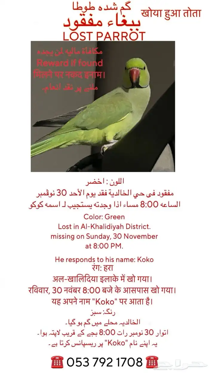 ببغاء اخضر مفقود فى حي الخالديه 1