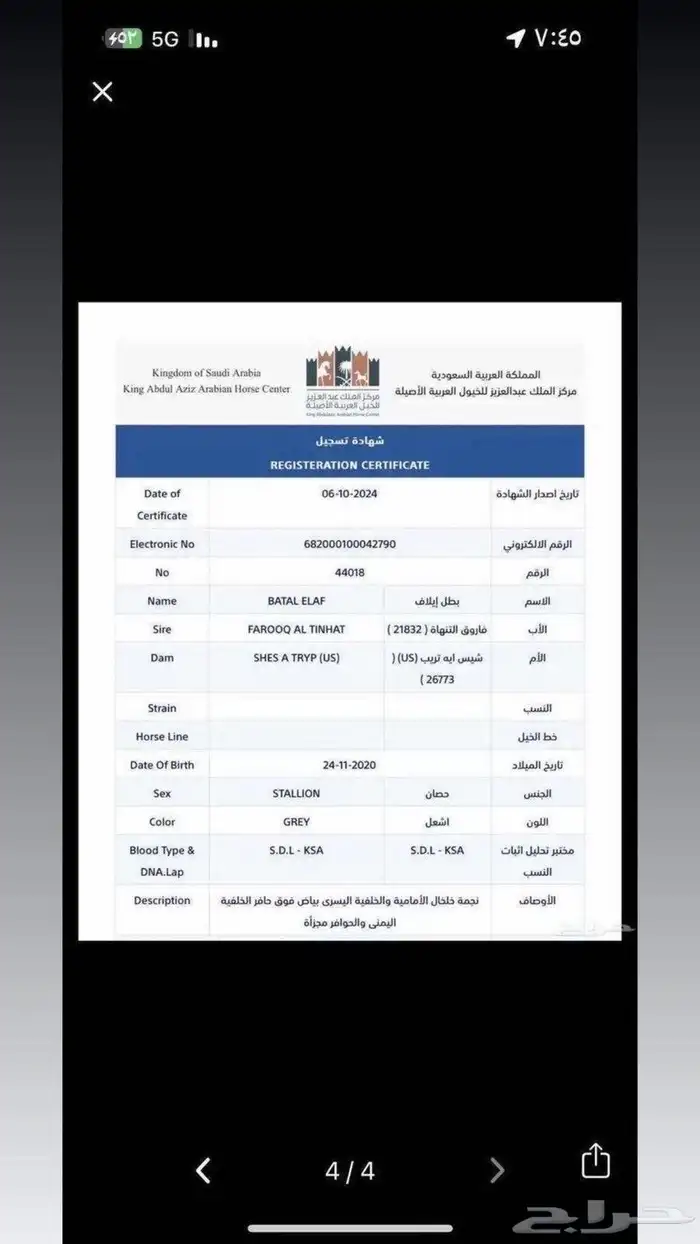 خيل عربي اصيل اوراق جمال 6