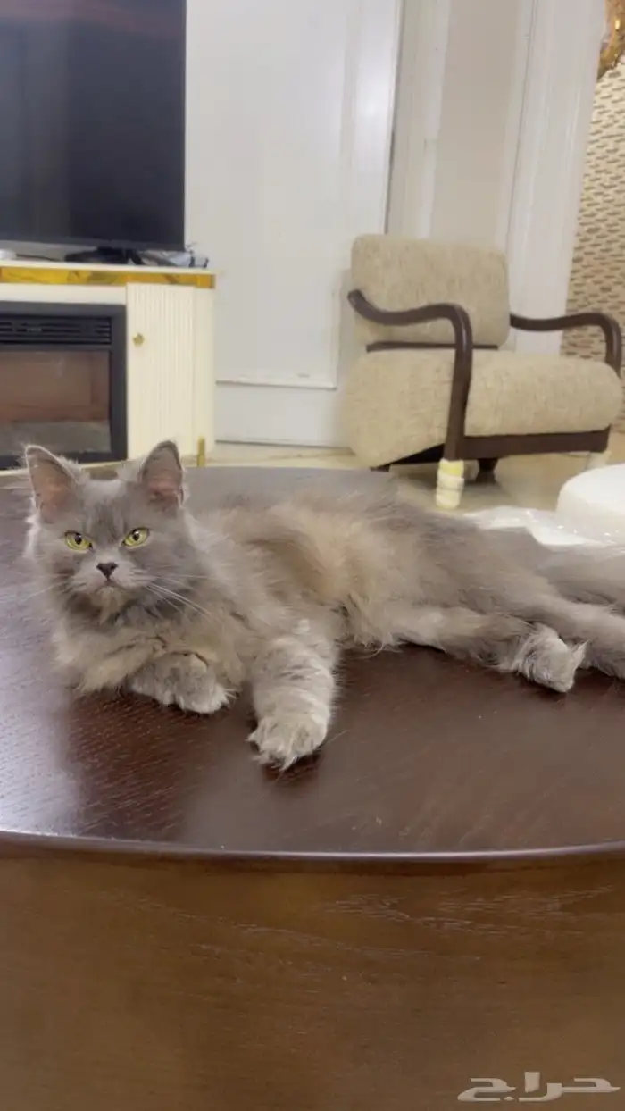 قظه للتبني 0