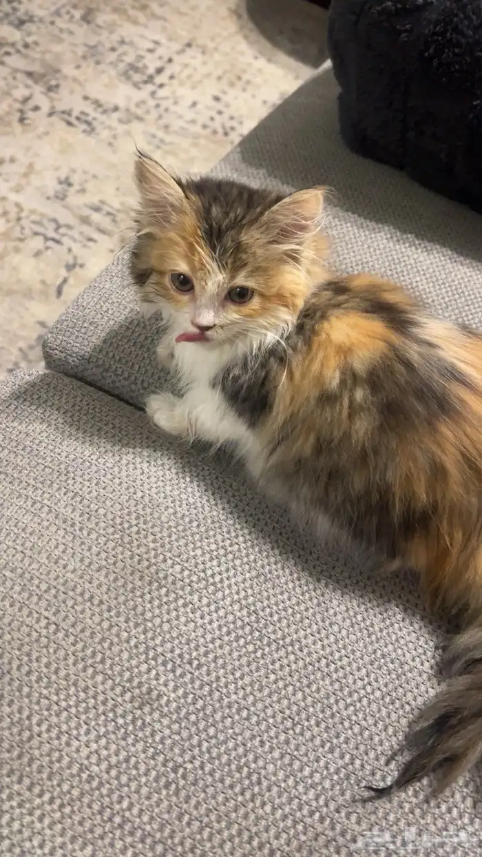 قطه صغيره للبيع مستعجل 0