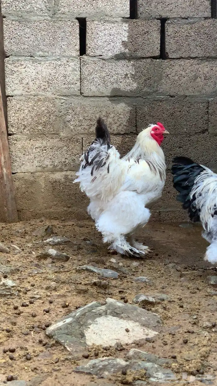 دجاج ابراهما 1