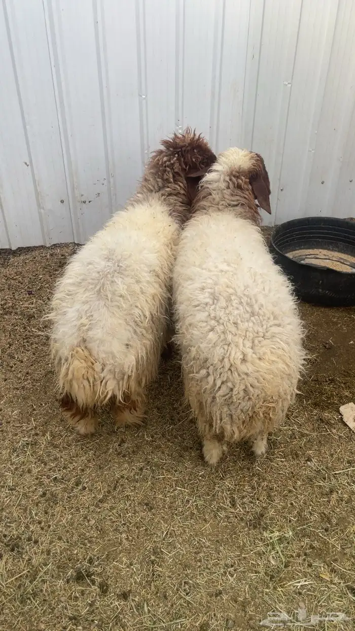 رخلتين طيبات وفلل 0