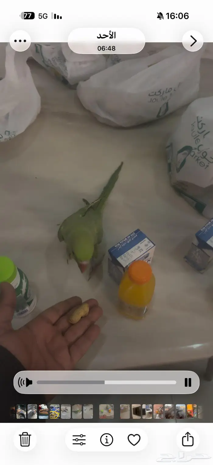 درة هندية شبة أليفة 1