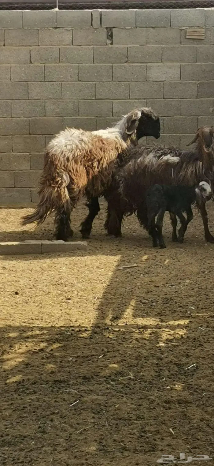 خروف وشاة والد 8