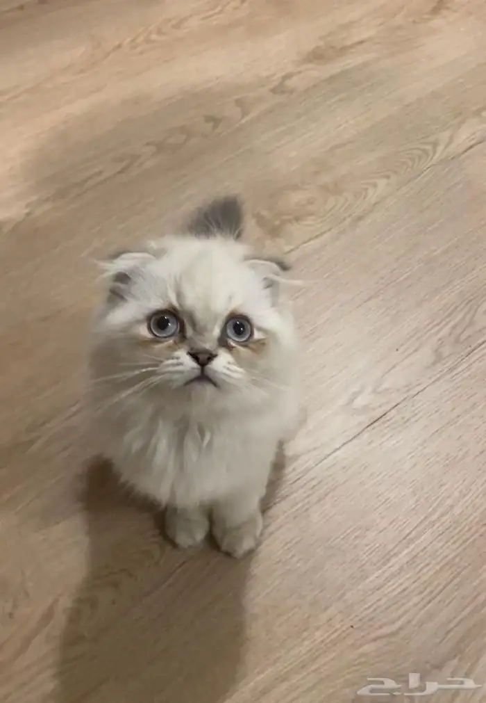 للبيع قطه كتن انثي وذكر همالايا العمر اربع شهور 1