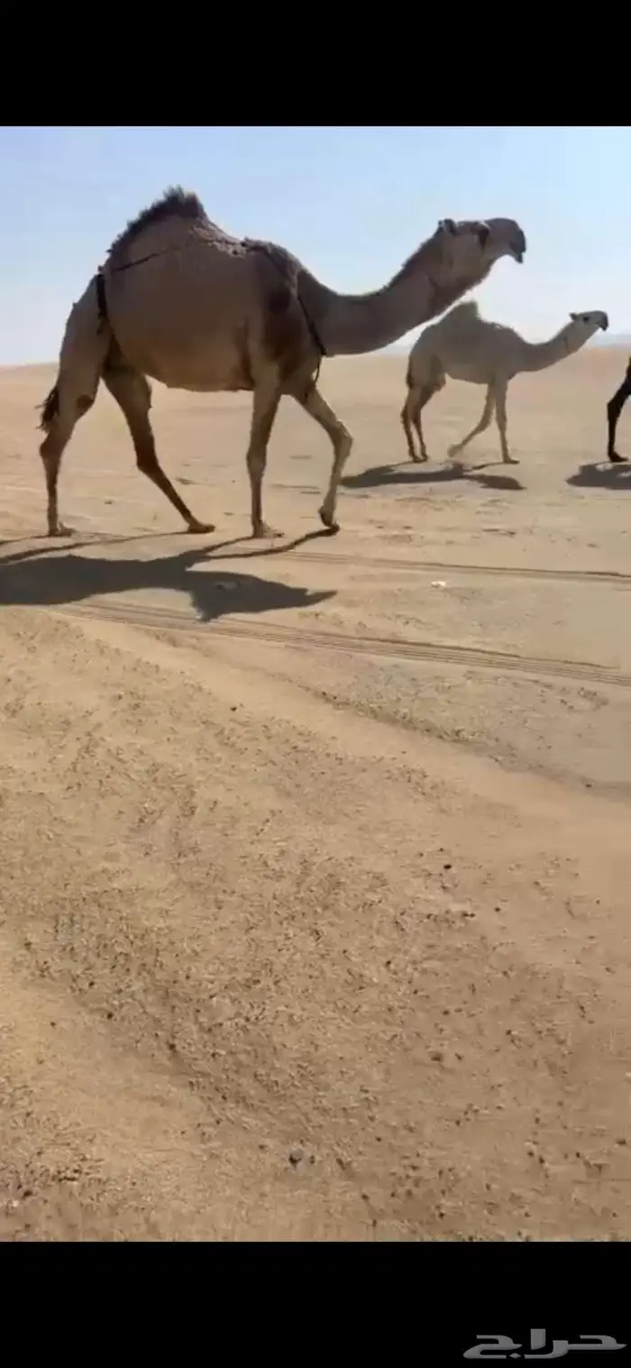 عشرا شقحا كفو للبيع 0