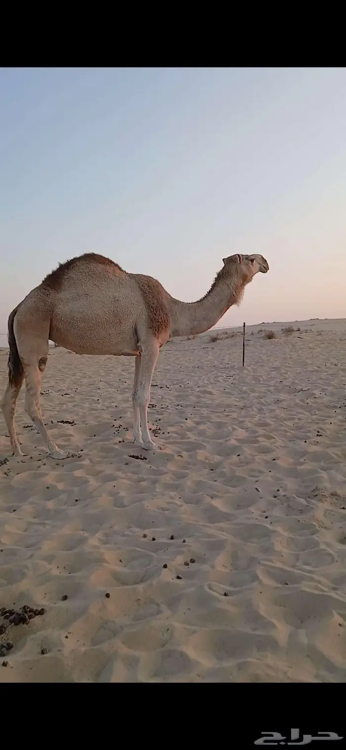 عشرا شقحا كفو للبيع 1