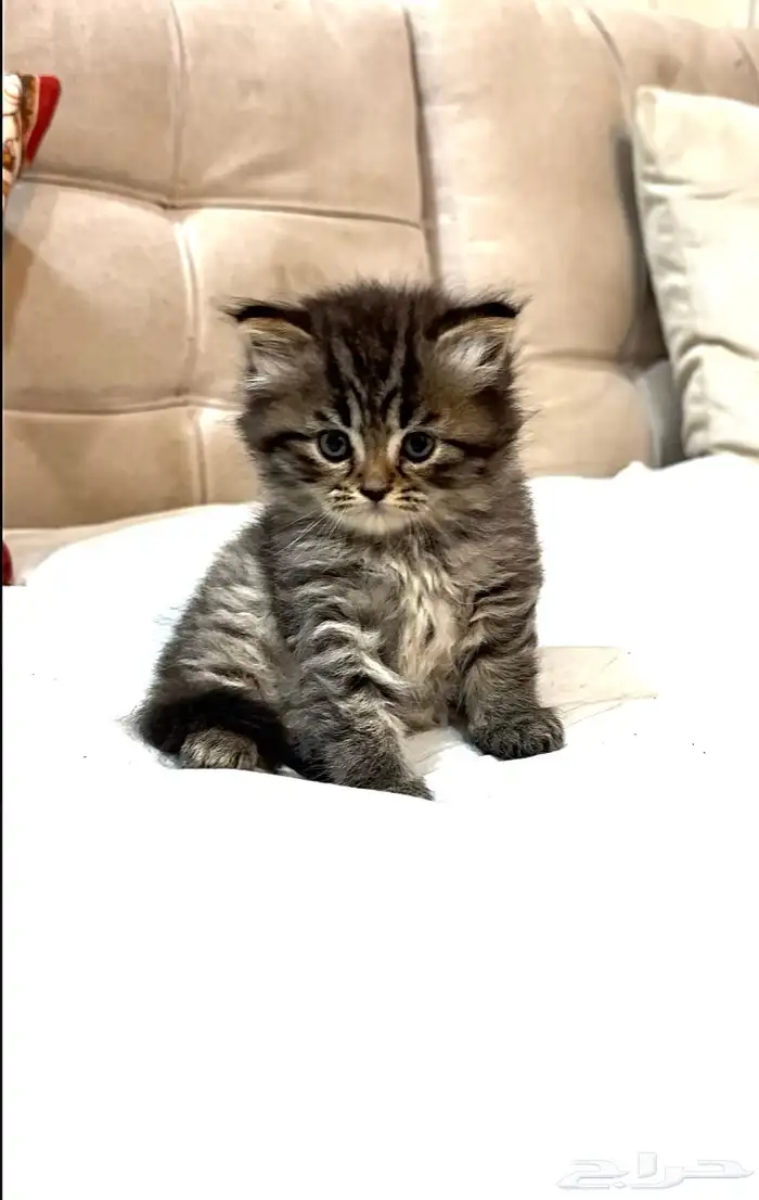 قطط للبيع 1