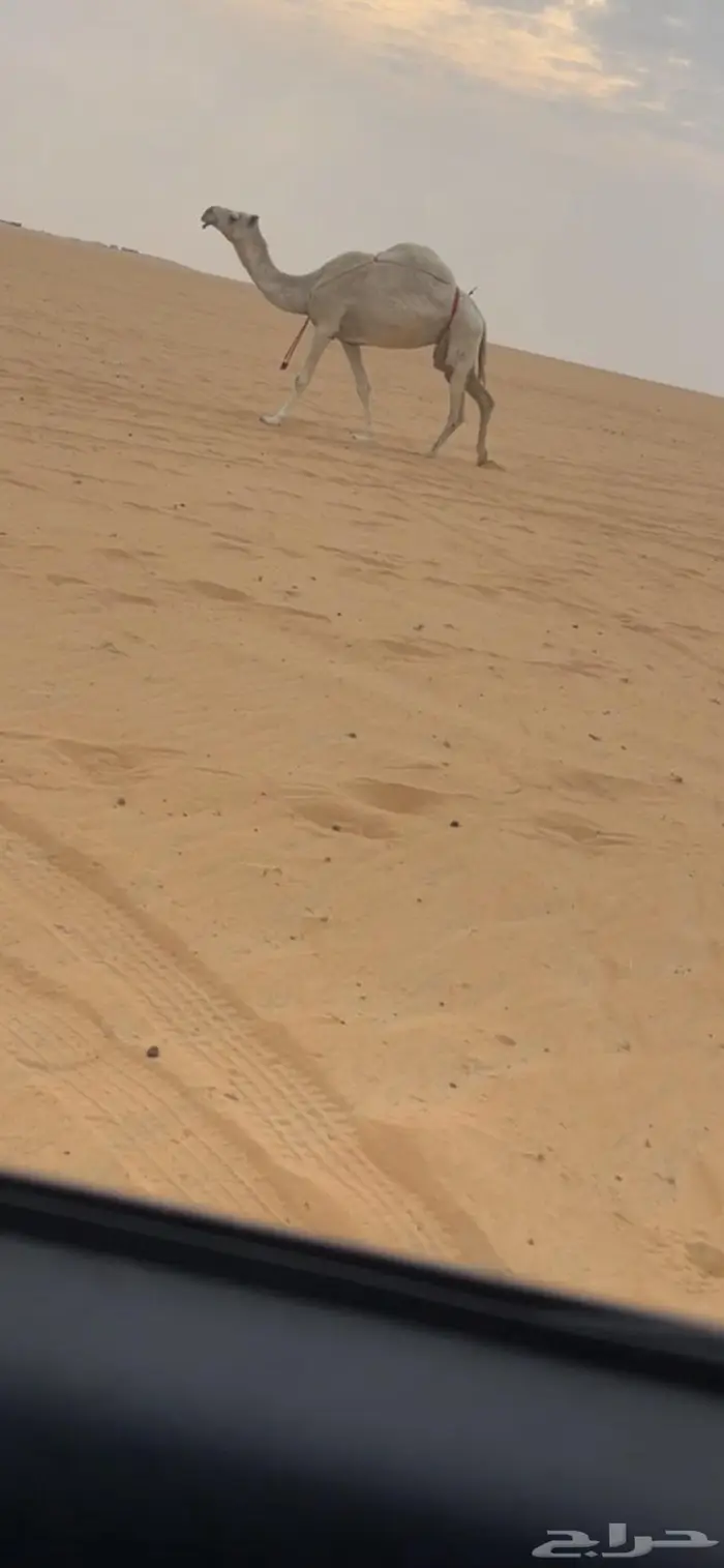 ضروبة رمانية 0