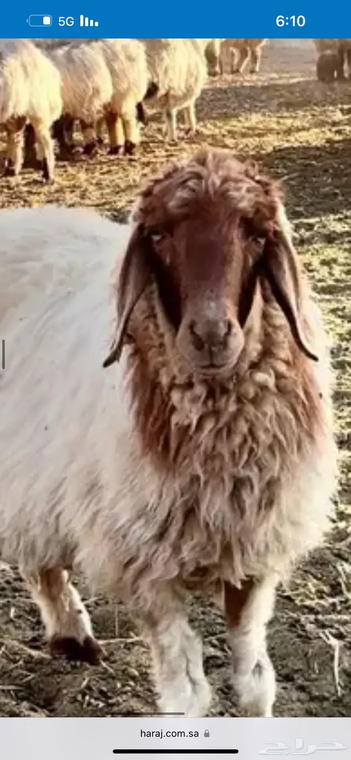 مخيم الأمراء بالدمام فخامة ونظافة مع تأجير دبابات مجانا 61