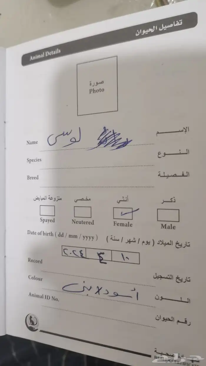 كلب بكنيز انثى سنه ونصف اليفه جدا وماخذه كل التطعيمات 7