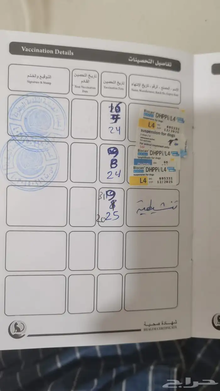 كلب بكنيز انثى سنه ونصف اليفه جدا وماخذه كل التطعيمات 9