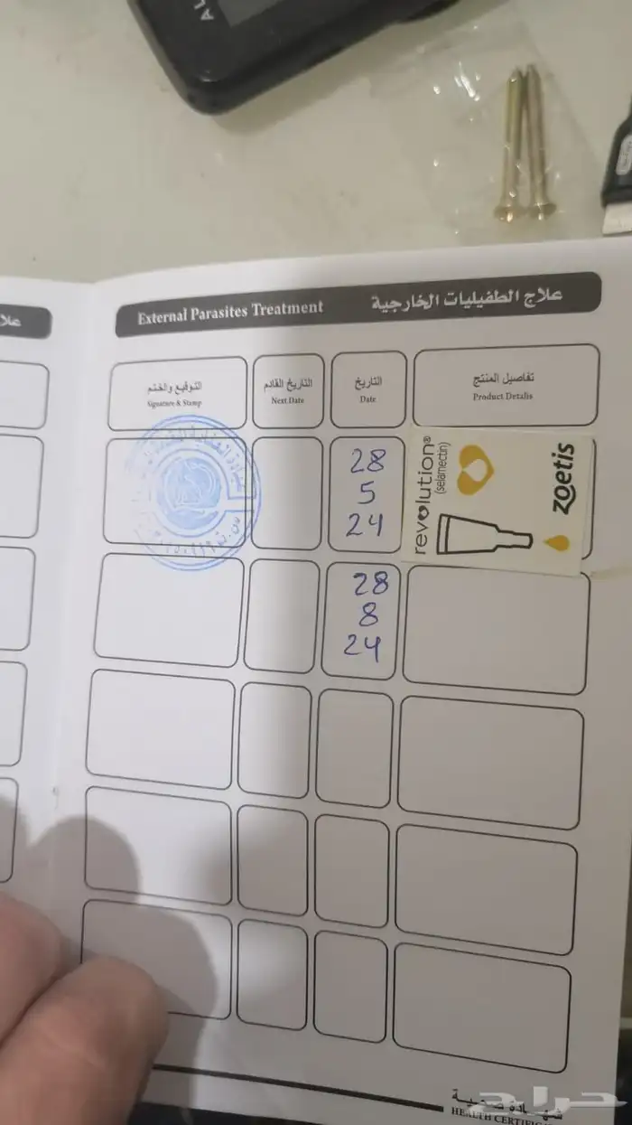 للبيع انثى بكنيز نادره سنة ونصف لطيفة جدا كامل التطعيمات 11