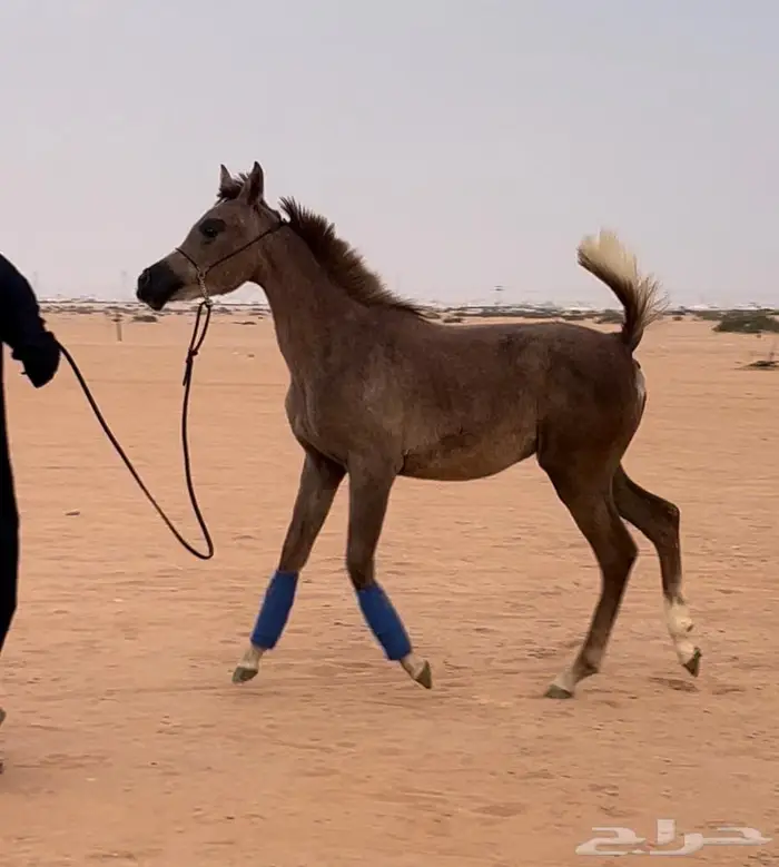 مهره واهو مكس فاخره بدقري قوي 3