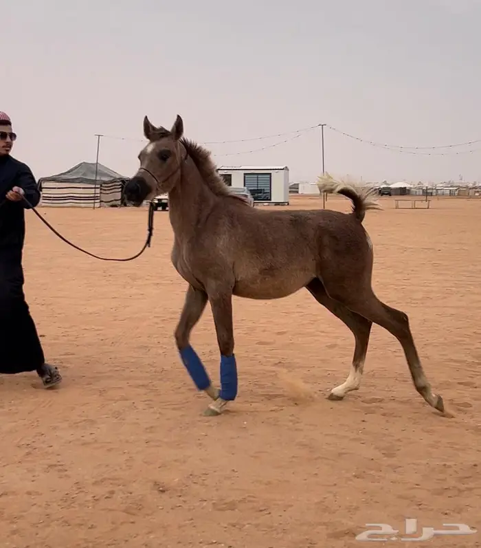 مهره واهو مكس فاخره بدقري قوي 9