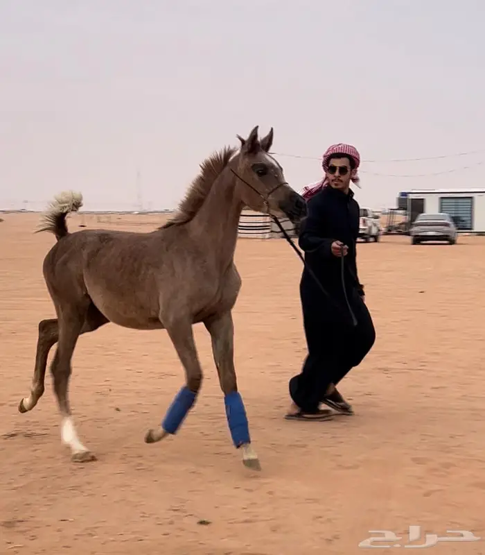 مهره واهو مكس فاخره بدقري قوي 4