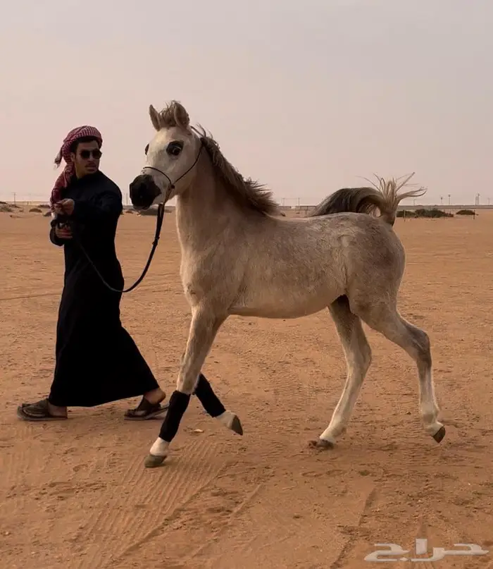 مهرة واهو فاخرة 0