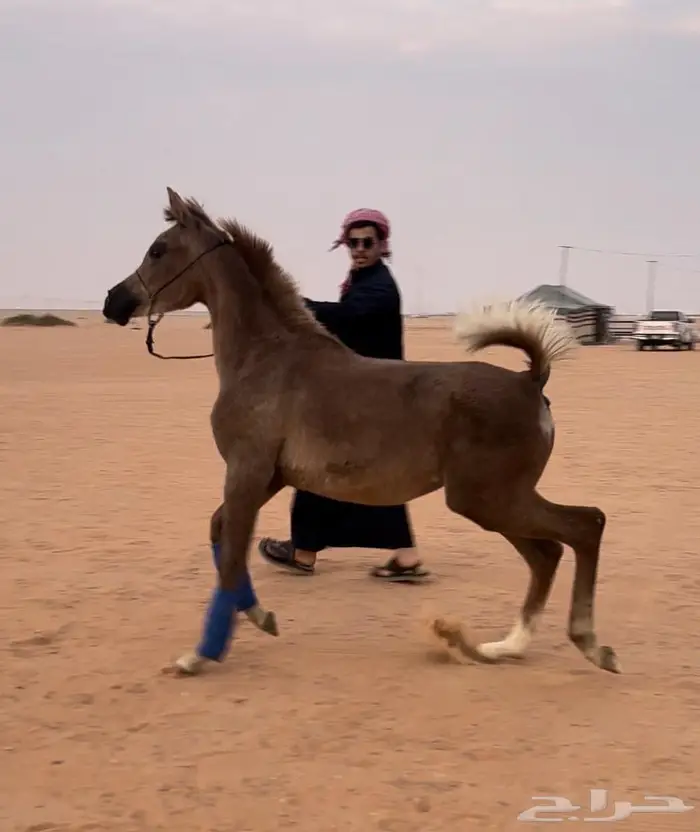 مهره واهو مكس فاخره بدقري قوي 0