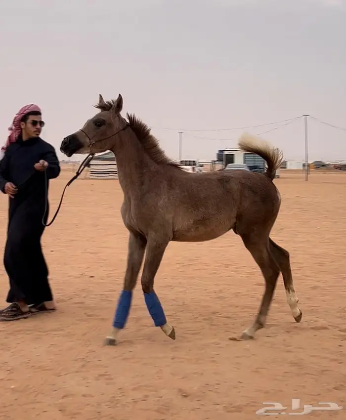 مهره واهو مكس فاخره بدقري قوي 5