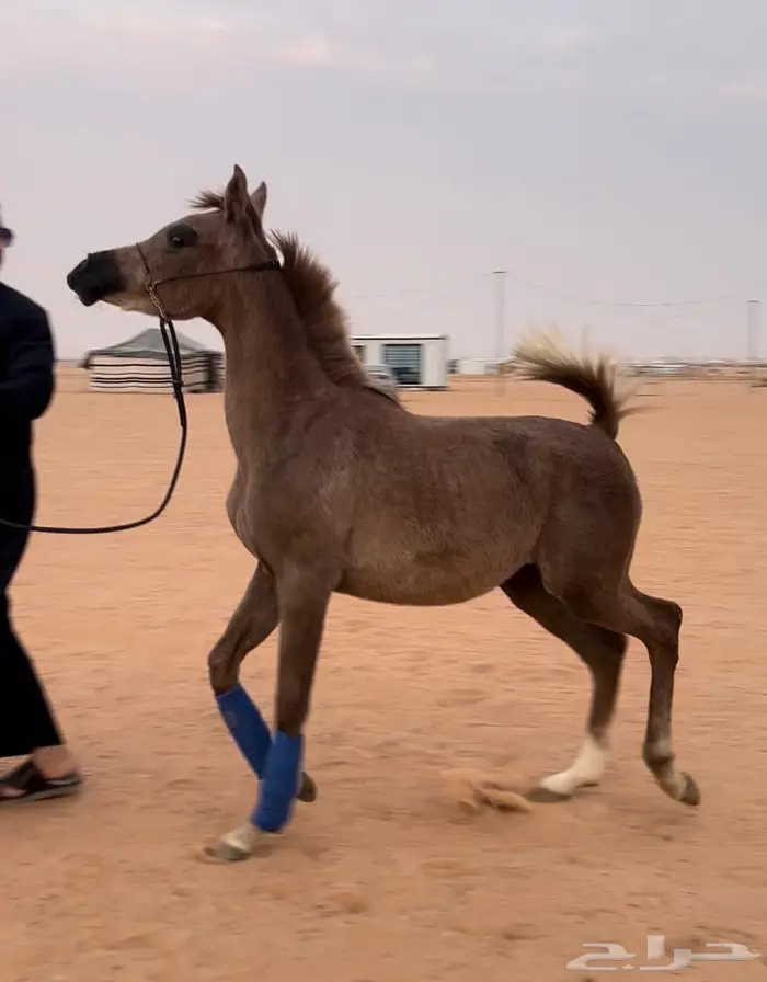 مهره واهو مكس فاخره بدقري قوي 1