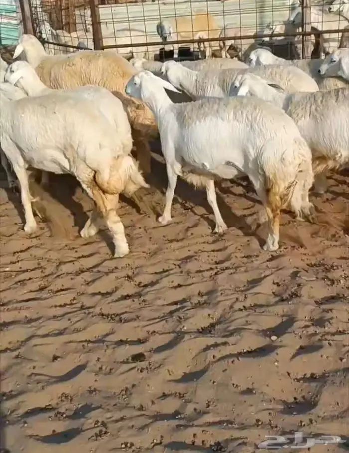 15رخال فواخر بفحلها من عقاب الدهاسي -الحد موجود 0