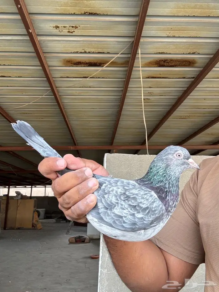 انثى مام دين 2