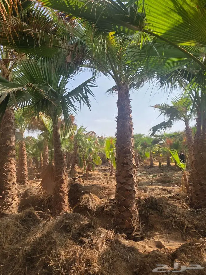 نخل واشنطن 3